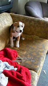 Naughty #dog or naughty owners? #disgusting #renting | World's Worst Neighbours