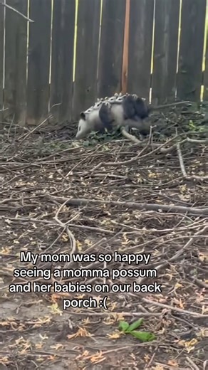 Opossum Nation on Instagram: "😍 . .. Please DM for Credit or Removal .. .. #opossum #opossumsofinstagram #opossums #opossumlove #opossummemes #opossumlover #opossumlife #opossumrescue #opossumart #opossumcore #opossumbay #opossumbabies #virginiaopossum #opossumtattoo"