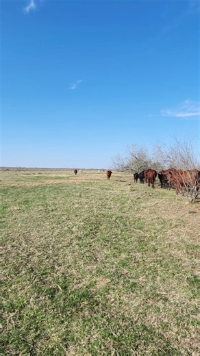 South Texas Cattle & Hay on TikTok
