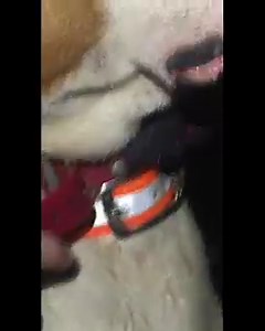 Quick Track Nano: 0.55 Ounce (WOW that is only 1/2 of an ounce) Telemetry Collar The Video shows the NANO attached to our OMNI GPS collar withstanding the elements night after night. The QTC-Nano uses our proven radio collar technology. QTC-Nano weighs an amazing 0.55 ounces, will run continuous for 96 hours, provides the same range as our QTC- XL extended range collars, and is waterproof. The Nano is powered by a CR 2032 3V battery which is changeable by the hunter. The QTC-Nano is designed to 