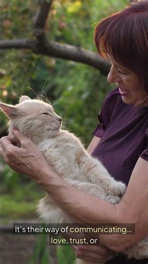 Why Does My Cat Stare and Follow Me Everywhere?