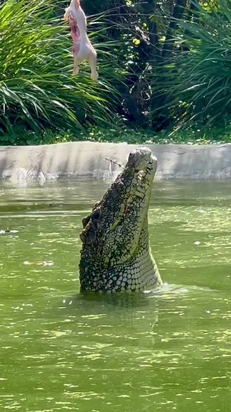 Ricardo the Cuban Crocodile with the high jump‼️. FULL YOUTUBE VIDEO on our channel GATORLAND VLOGS! #Subscribe | Gatorland Orlando