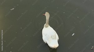 Animals african reserve zoo mammal bird nature environment tourism ecology wildlife