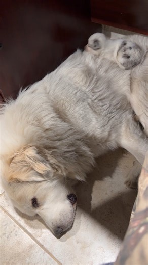 Why sleep alone when you have a Great Pyrenees aunt to cuddle on? 💕 | Rumble Dogs