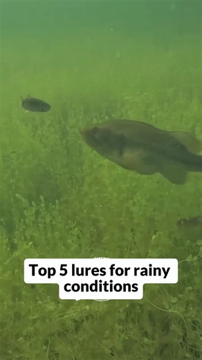 Bass Fishing Lures: Match Lure to Water Clarity & Depth