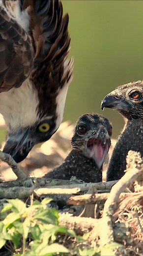 Osprey feeding her chicks #wildlifephotography #birds | Harry Collins Photography
