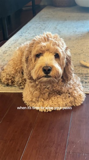 Adorable Cockapoo Puppy: A Doodle in Action!