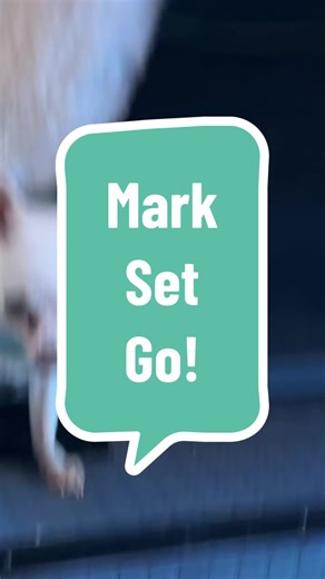 Chihuahua Playtime Challenge: Mark, Set, Go!