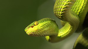 36K views · 472 reactions | They slither in silence, masters of patience and precision. Feared by many, but vital to the balance of nature. This May, step into their world. Celebrate snakes with a selection of premium wildlife programming every Sunday from 6pm on Earth Touch TV. (For those in the US, don't miss brand new episodes of Snakes in the City airing tomorrow at 7pm ET) | Earth Touch TV | Facebook