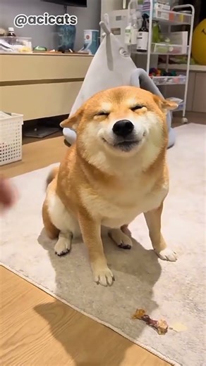 This dog doesn’t just look cute — it’s a total mood booster! 😍🎉