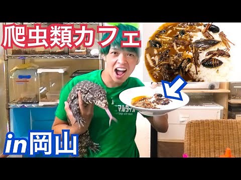 I had insect curry containing giant water bugs at Okayama Prefecture's only reptile cafe, Reptile...