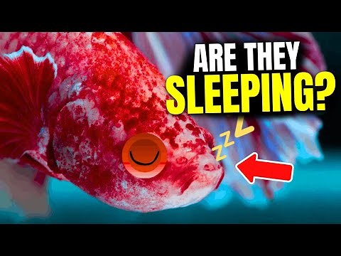 How Do Fish Sleep (and Why It's So Weird)