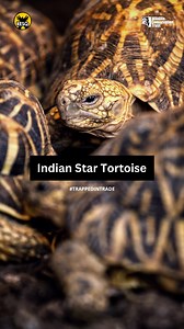 11 reactions | The Indian star tortoise is among the Indian species...