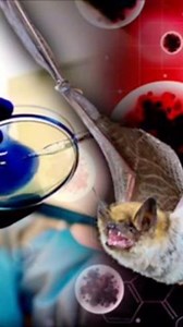 3.7K views · 106 reactions | ***I am reposting this because several people have said the previous upload stopped prematurely *** We exposed this University of North Carolina - Wuhan Laboratory - Dr. Fauci background to this novel coronavirus on April 11th, weeks before Fox News picked it up and now other mainstream media began reporting it. www.drwesley.online | Dr Wesley Muhammad | Facebook