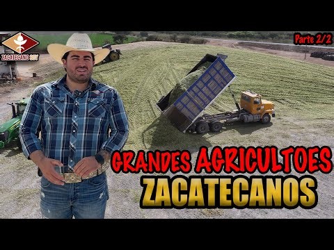 LAS VACAS DE LECHE LALA comen silo zacatecano