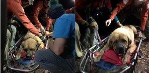 Video: Rescatan de una montaña a un perro gigante de casi 90 kilos