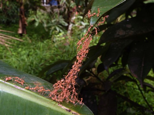 Weaver Ants Use Teamwork to Become ‘Superefficient,’ Building Complex Nests From Leaves With Extra Pulling Power