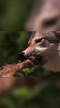 Surviving a WOLF Attack! | Human Prey