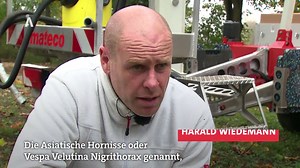 Immer mehr Nester der Asiatischen Hornisse