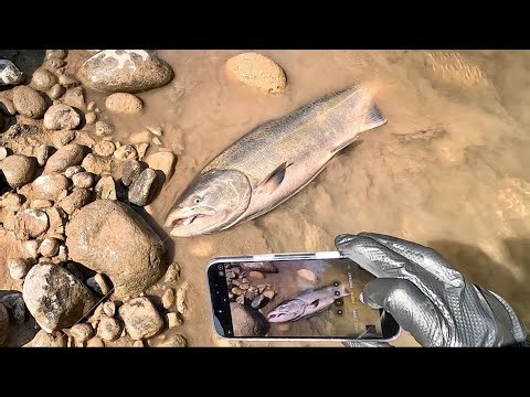 Bank fishing spring chinook - 4 fish landed