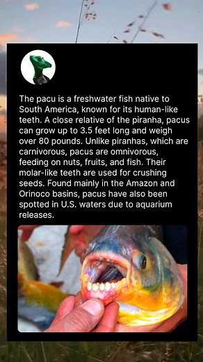 The Pacu Fish with Human Teeth! | Weird, Fantastic and Odd Things