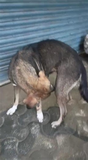 गाड़ी ध्यान से चलाइए 🐕 🙏