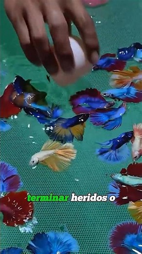 Discover how they breed fish in Thailand and why it's so successful #shortviral #betta #fish #you...