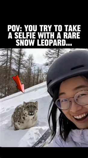Lost In Time History on Instagram: "On 23 January 2026, a woman skiing at the Keketuohai Scenic Area in Xinjiang came extremely close to a wild snow leopard while attempting a selfie. Video footage shows the leopard lunging suddenly, knocking her to the ground and biting her face before retreating as nearby skiers shouted and intervened. Authorities later confirmed the animal was not provoked by feeding, but reacted after the woman ignored posted wildlife warnings. Local media reported the woman