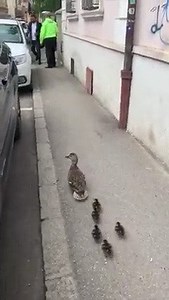 141K views · 8.8K reactions | O rață cu pui au urmărit un polițist Nu e un banc,  este o întâmplare reală din Cluj. O mamă rață cu cinci pui s-au rătăcit prin oraș. Un polițist local le-a observat și le-a îndrumat spre cea mai apropiată apă. Rațele l-au urmărit și misiunea s-a încheiat cu succes.  | Sonia Simionov | Facebook