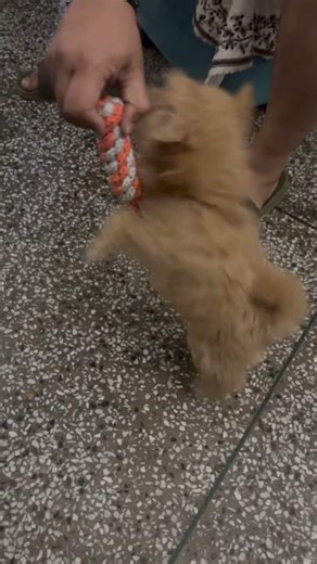 cute ❤️🐶🫶 #cockapoo #cuteness #viral #trending #shorts #shortsfeed