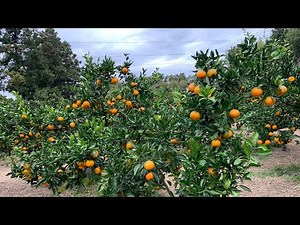 Experience Japan Orange Picking (Bosojujienmikangarifarm)