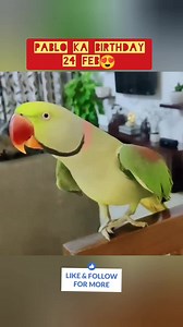 Pablo ka Birthday - cute Funny #reels #parrot #cute #love #funny #fbreels #talkingparrot #reels #facebookreels | Pablo Family