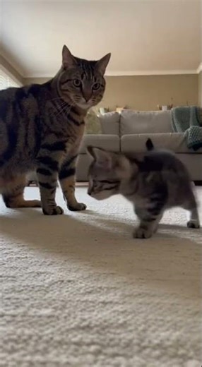 This Huge Dog Tries to Intimidate a Tiny Cat… He Didn’t Expect THIS 😳🐶🐱