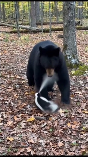 Bear Attacks Skunk - Gets SPRAYED and Runs Crying. #wildlife #hunting #animals