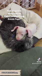 16K views · 4.2K reactions | It's Piggy's book launch day of...