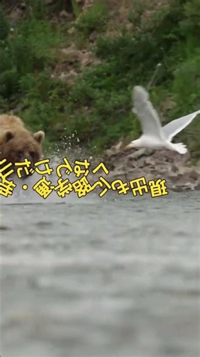 #170 ⚠️【異常事態】東北でクマ大量出没！今起きているのか？