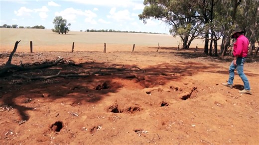 Farmers hit with rising costs and lost production as battle against rabbit crisis worsens