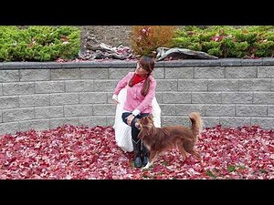 Country theme Seniors chair exercise with Music #6