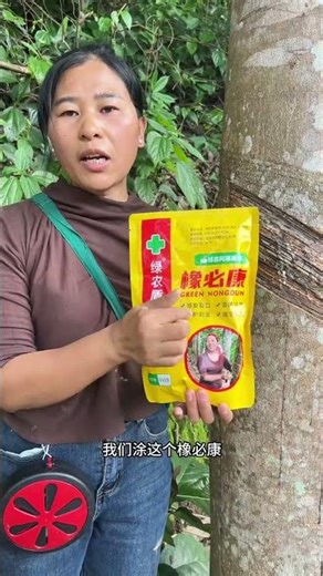 Revive Your Rubber Tree with Cut Surface Repair - Fix Dead Bark, Grow New
