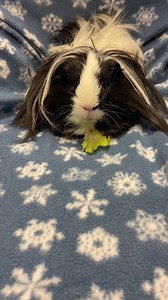 38 reactions · 14 shares | Shrek is giving us major cuteness this...