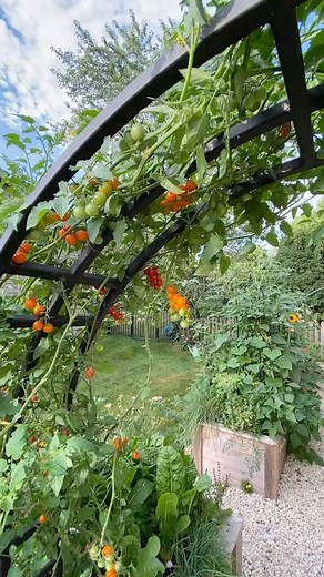 65K views · 95 reactions | Here’s how to grow tomatoes on an arch...