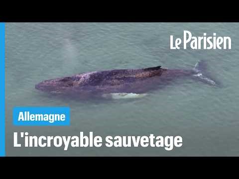 How two billionaires saved a stranded whale