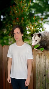 1.9M views · 38K reactions | And don’t you forget it 邏 #fyp #comedy #music #edutainment #possums | Matt Storer | Facebook