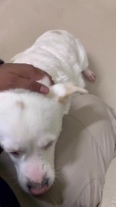 URGENT🚨 RESCUE NEEDED ASAP! - Long timer - Previous cruelty case - Heartworm positive - Bonded to Tookie A015095 DIAMOND - ID#A017414 My name is DIAMOND. I am a spayed female, white Australian Cattle Dog mix. The shelter staff think I am about 5 years old. I weigh approximately 34.50 lbs. I am located at the Adoption Center. I am available to go my new home on or after Jan 12, 2023 I have been at the shelter since Jan 04, 2023. This information was refreshed 43 minutes ago and may not represent