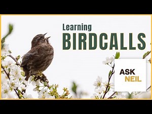 How to Quickly Learn and Identify Birdcalls | #AskNeil