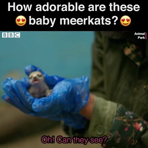 These little meerkat pups will melt away those Monday blues! 😍😍😍 | BBC iPlayer
