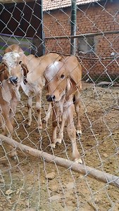 13K reactions · 54 comments | Cow farming ❤️ @mysore.forever #vairal #reels #mysore #instagram #suport #vairalvideo #reelsinstagram #réel #kannadareels #trend #trendingsongs #explorepage✨ #explorer #farming #cow #farm | Ajay Gowda | Facebook