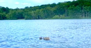 Dog Spots An Animal Struggling In The Lake, Goes In For The Rescue