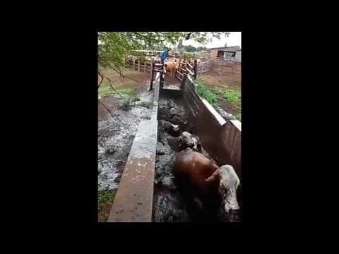 KZN farmer demonstrates cattle dipping process