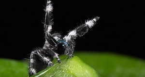Researchers Trained Spider To Jump On Command, Hope To Replicate Skill In Robots